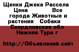 Щенки Джека Рассела › Цена ­ 10 000 - Все города Животные и растения » Собаки   . Свердловская обл.,Нижняя Тура г.